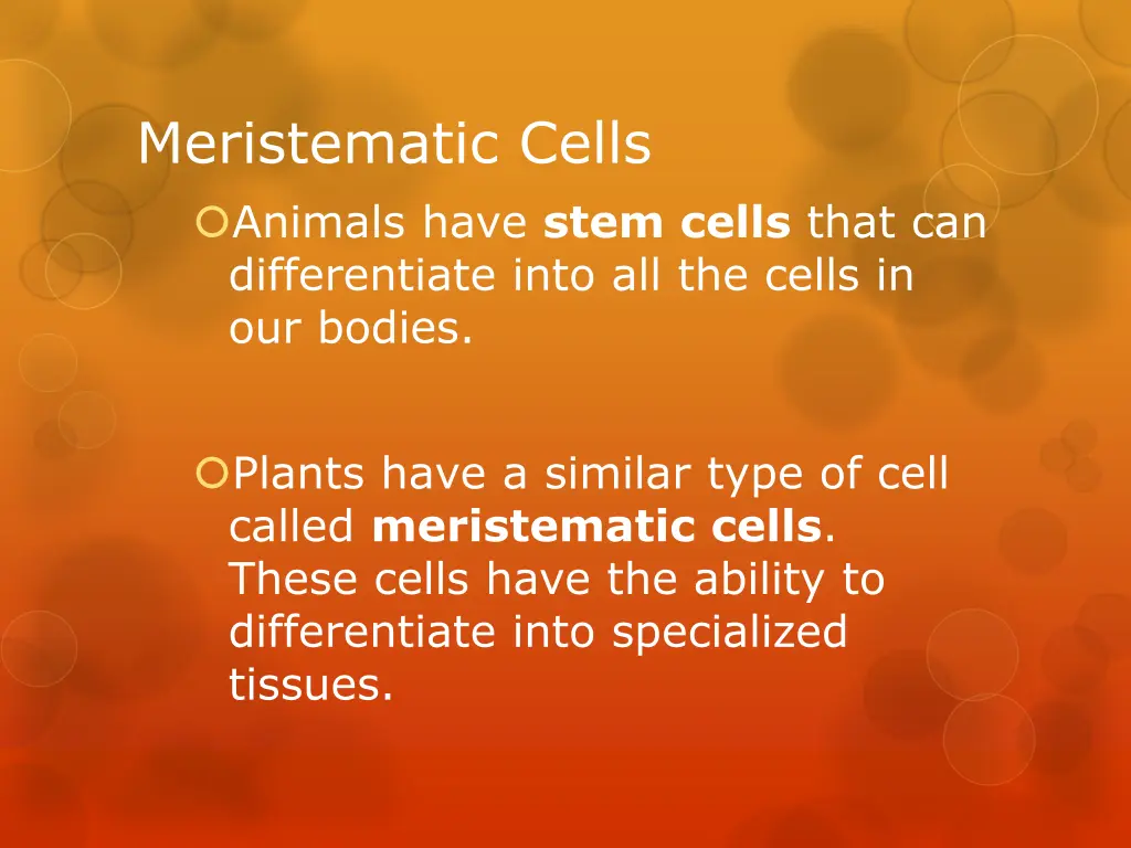 meristematic cells animals have stem cells that