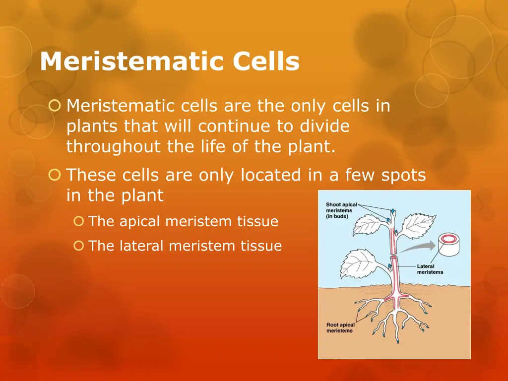 meristematic cells