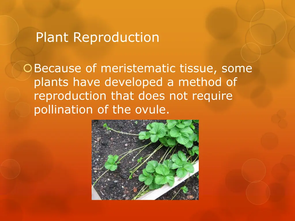 plant reproduction