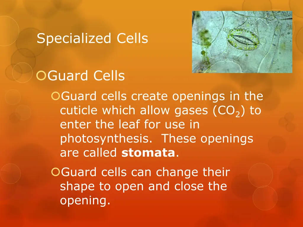 specialized cells