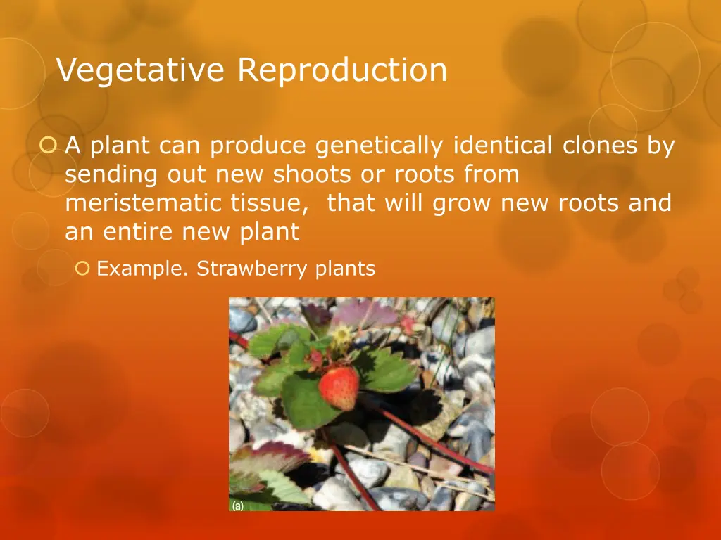 vegetative reproduction