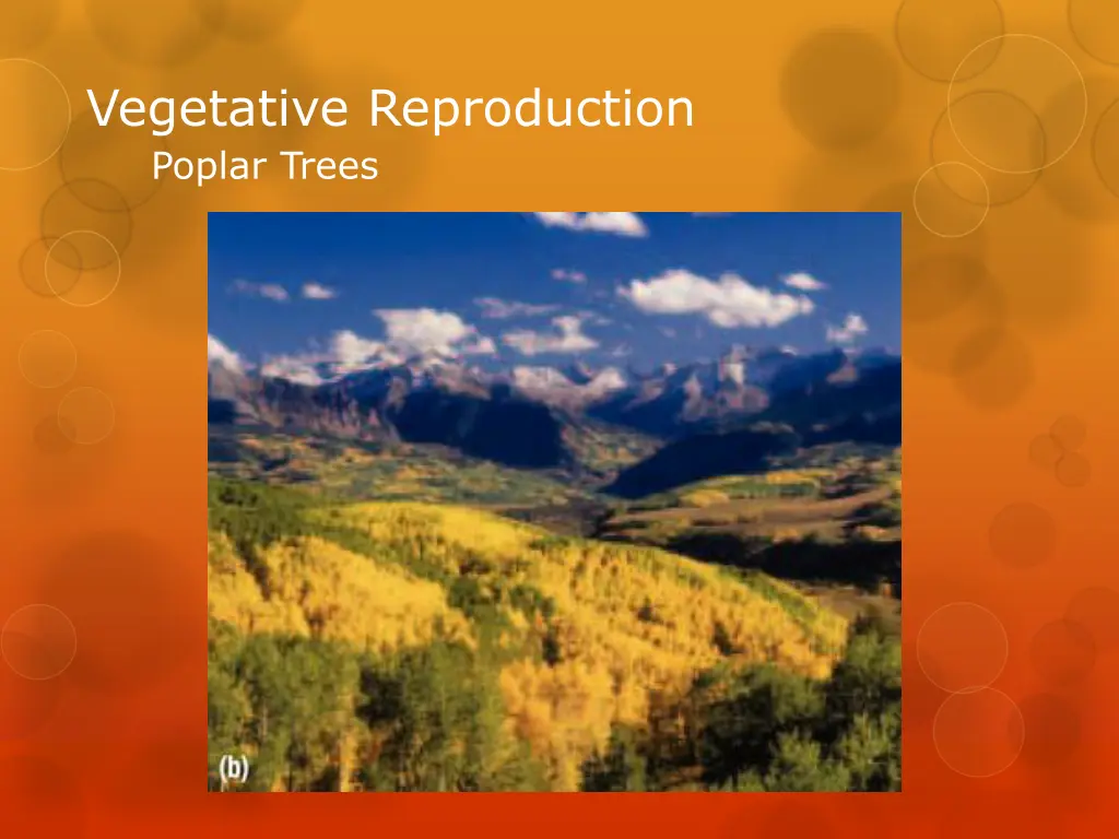 vegetative reproduction poplar trees