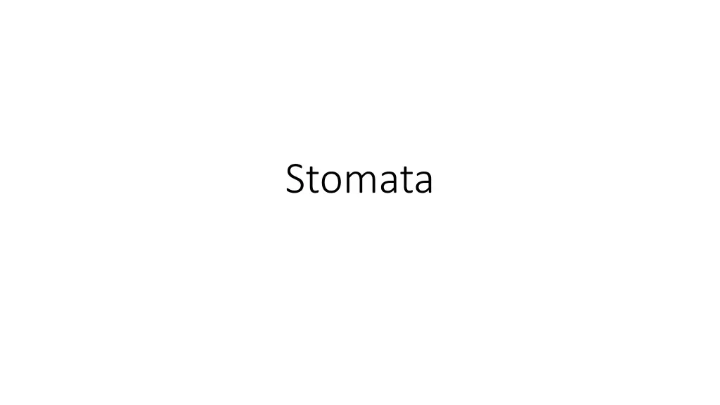 stomata