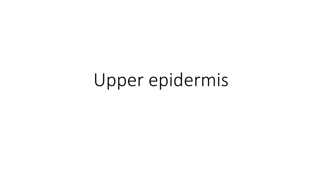 upper epidermis