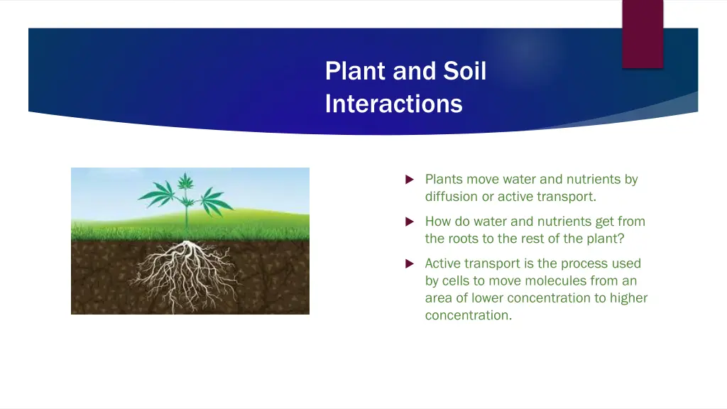 plant and soil interactions