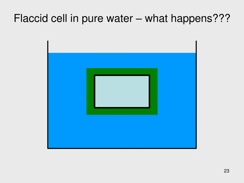 flaccid cell in pure water what happens 1