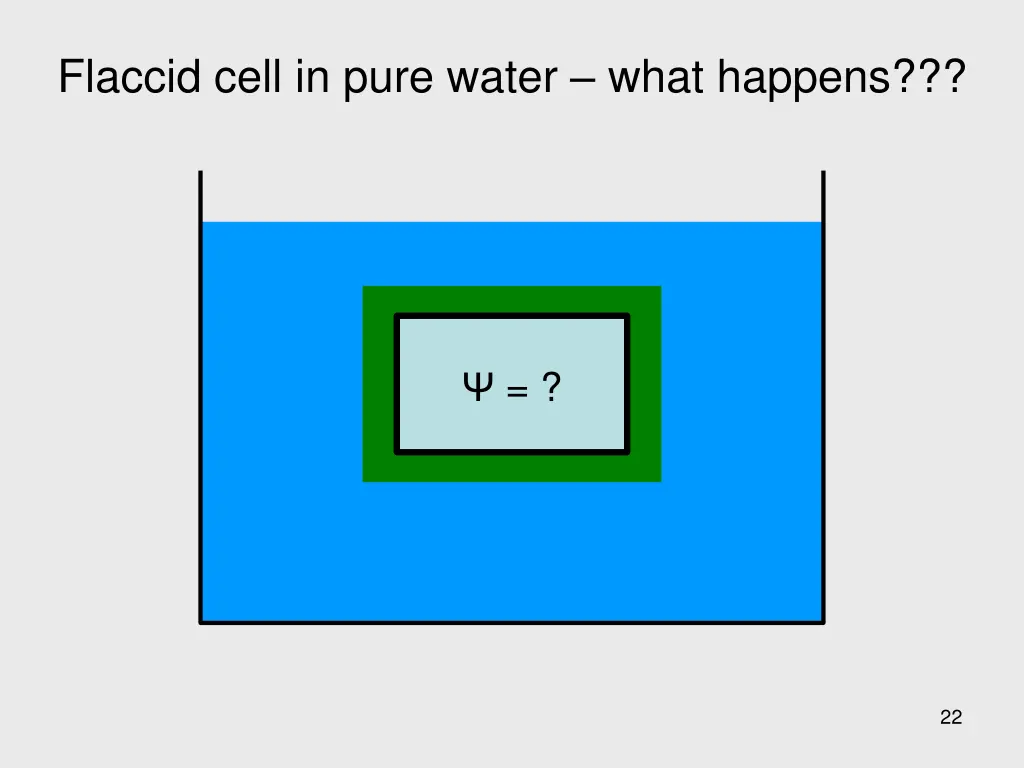 flaccid cell in pure water what happens