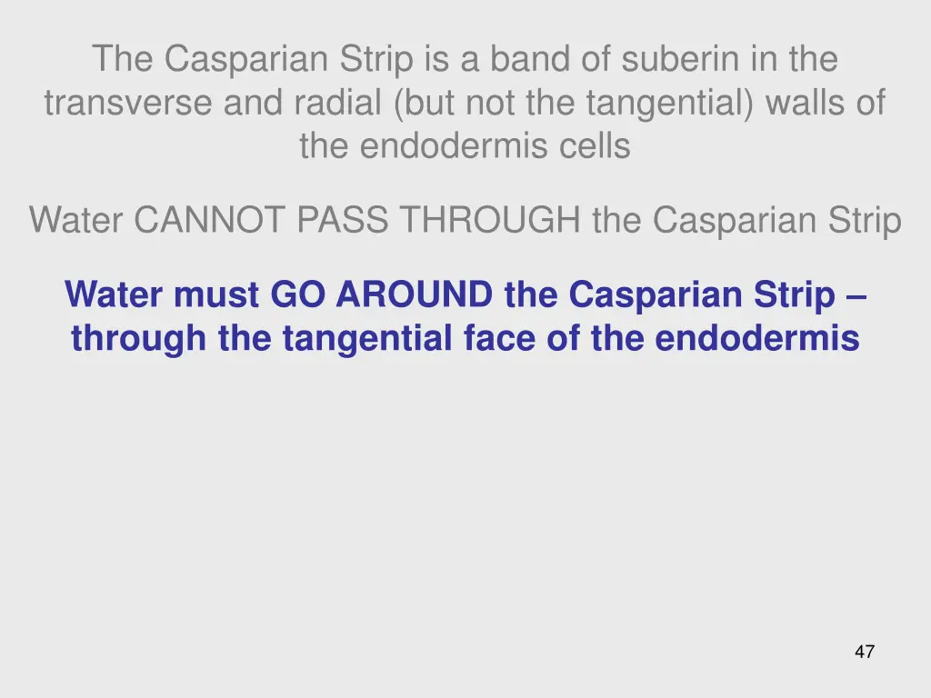 the casparian strip is a band of suberin 1