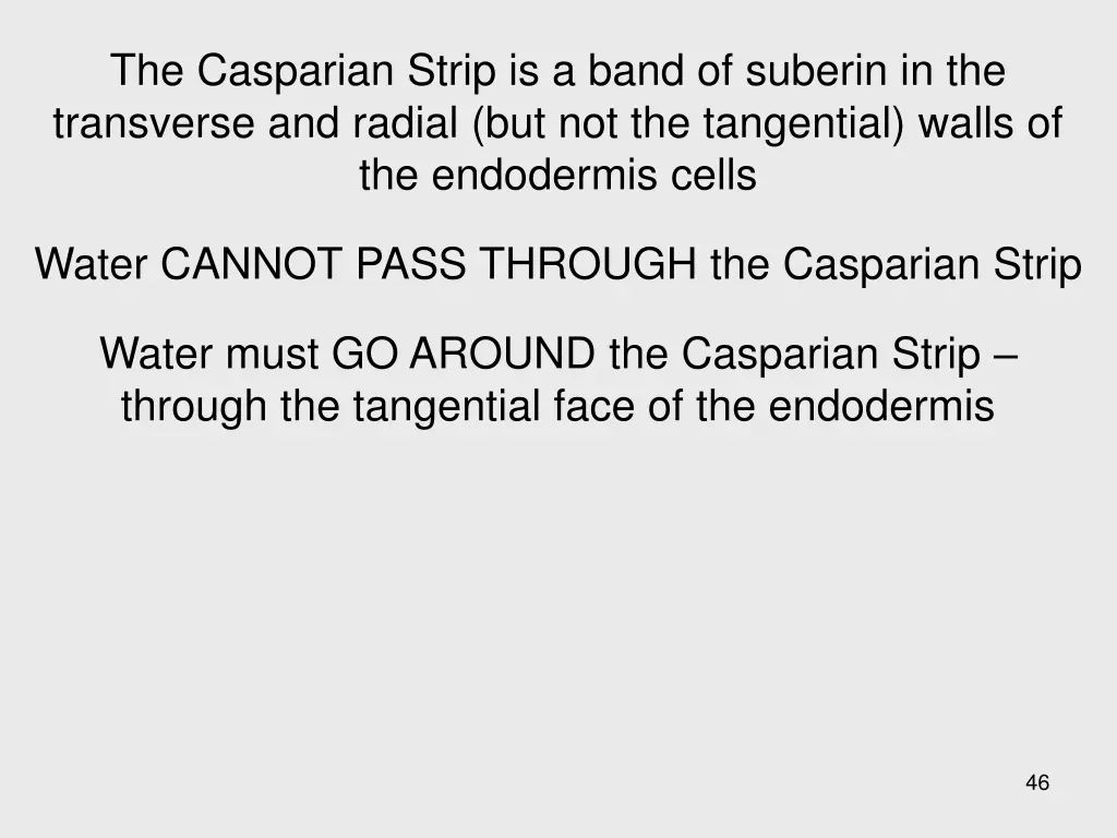 the casparian strip is a band of suberin