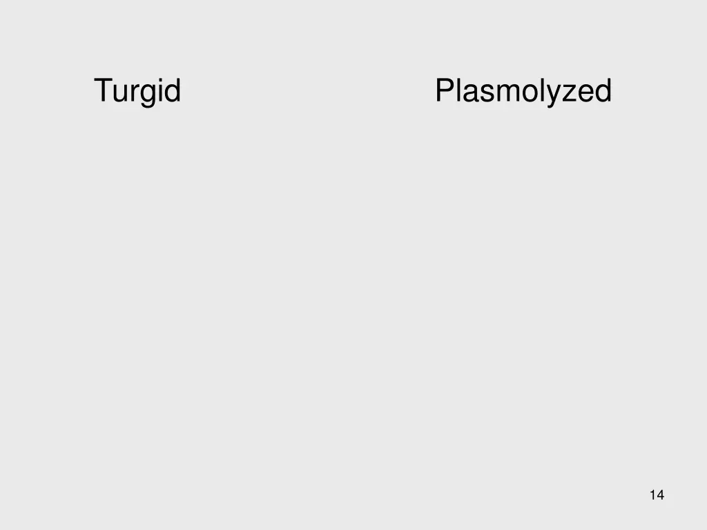 turgid plasmolyzed