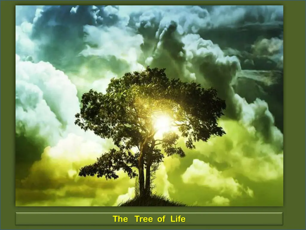 the tree of life