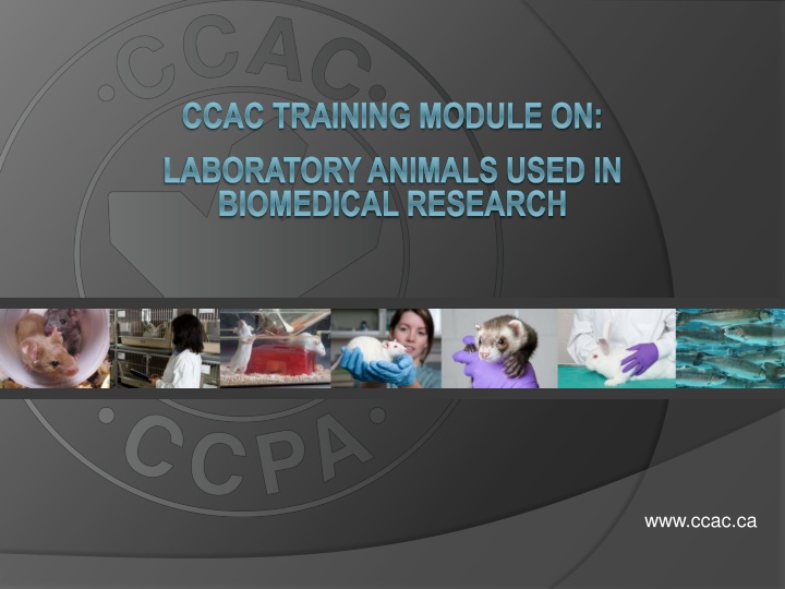 ccac training module on laboratory animals used