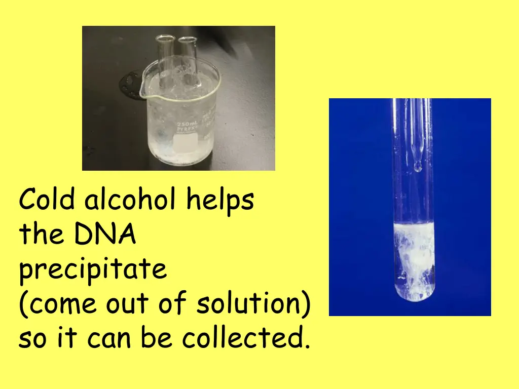 cold alcohol helps the dna precipitate come