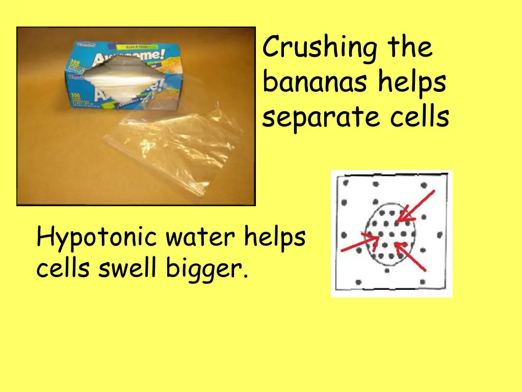 crushing the bananas helps separate cells