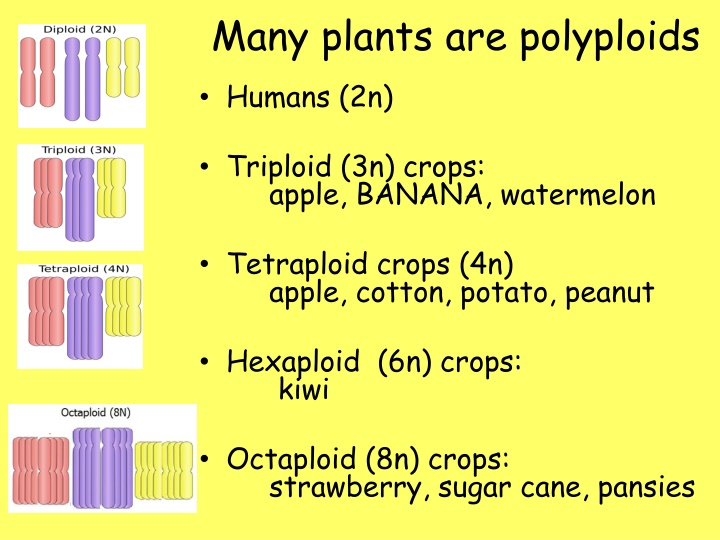 many plants are polyploids humans 2n