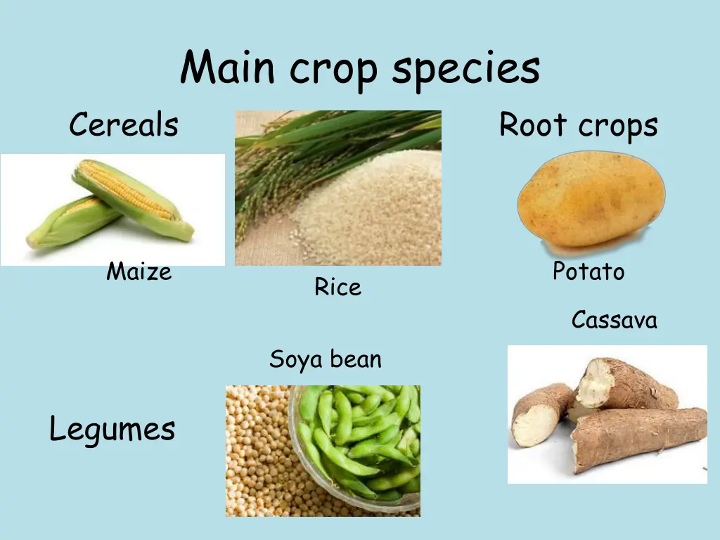 main crop species cereals