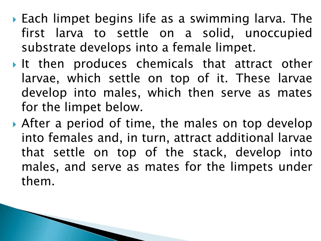 each limpet begins life as a swimming larva