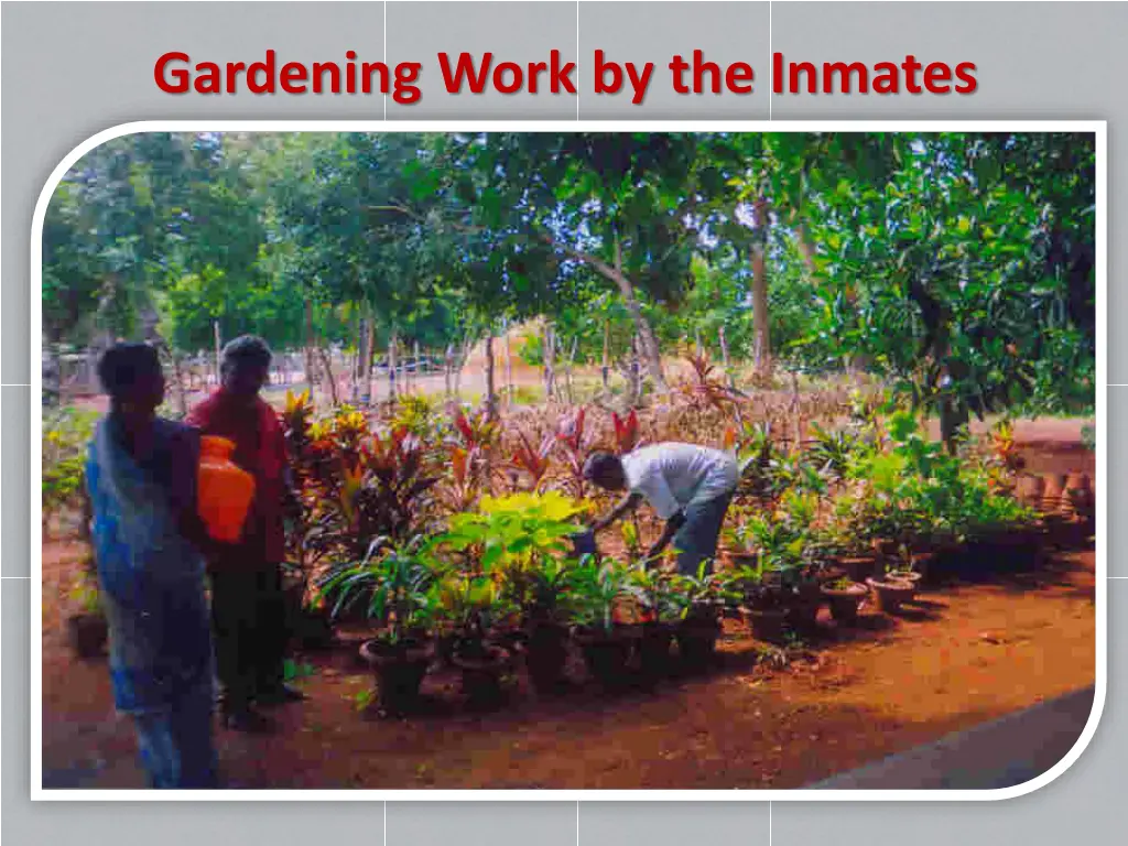 gardening work by the inmates 1