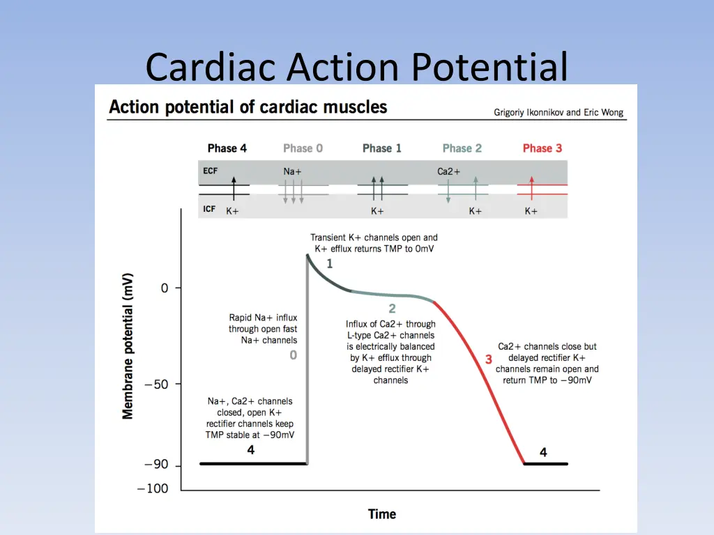 cardiac action potential