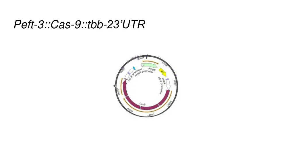 peft 3 cas 9 tbb 23 utr