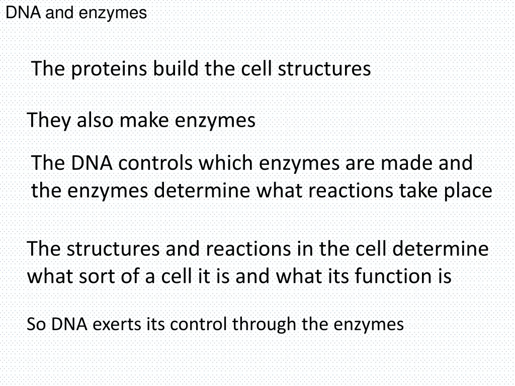 dna and enzymes