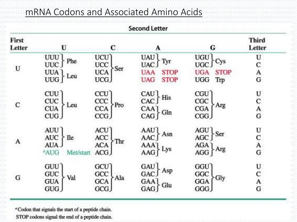 mrna codons and associated amino acids