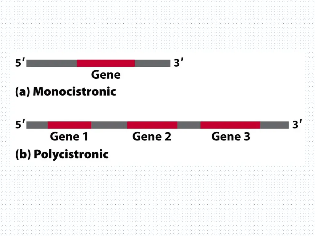 slide19