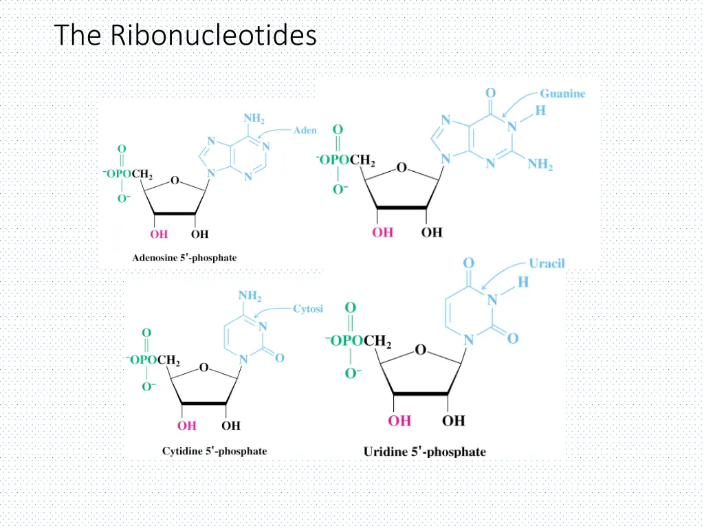 the ribonucleotides