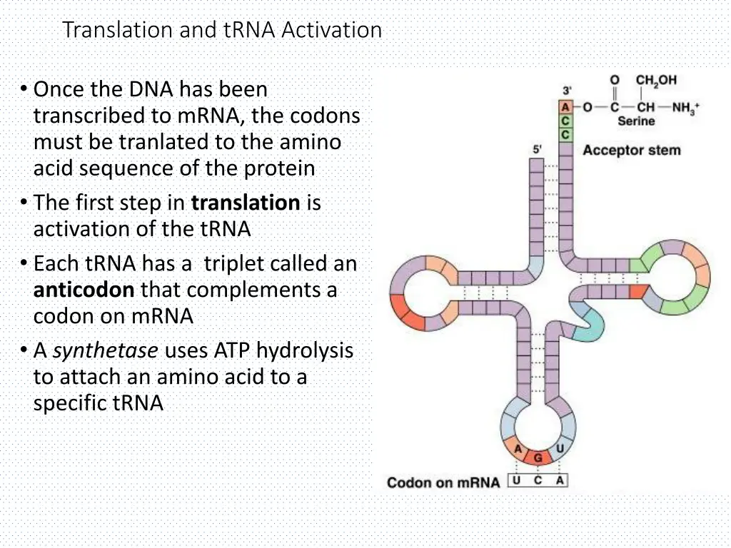 translation and trna activation