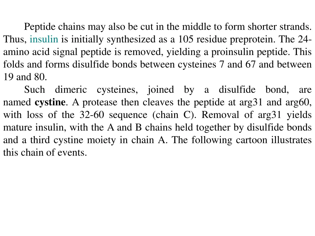 peptide chains may also be cut in the middle