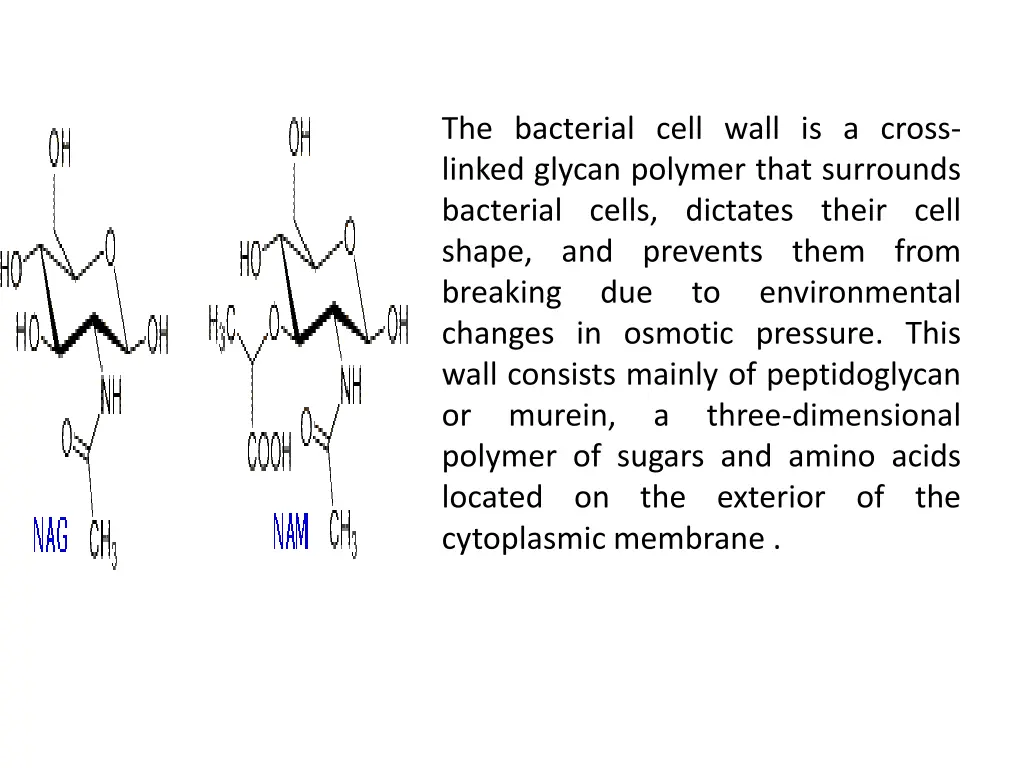 the bacterial cell wall is a cross linked glycan