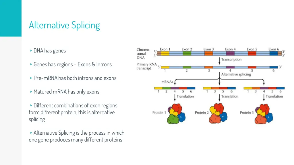 alternative splicing