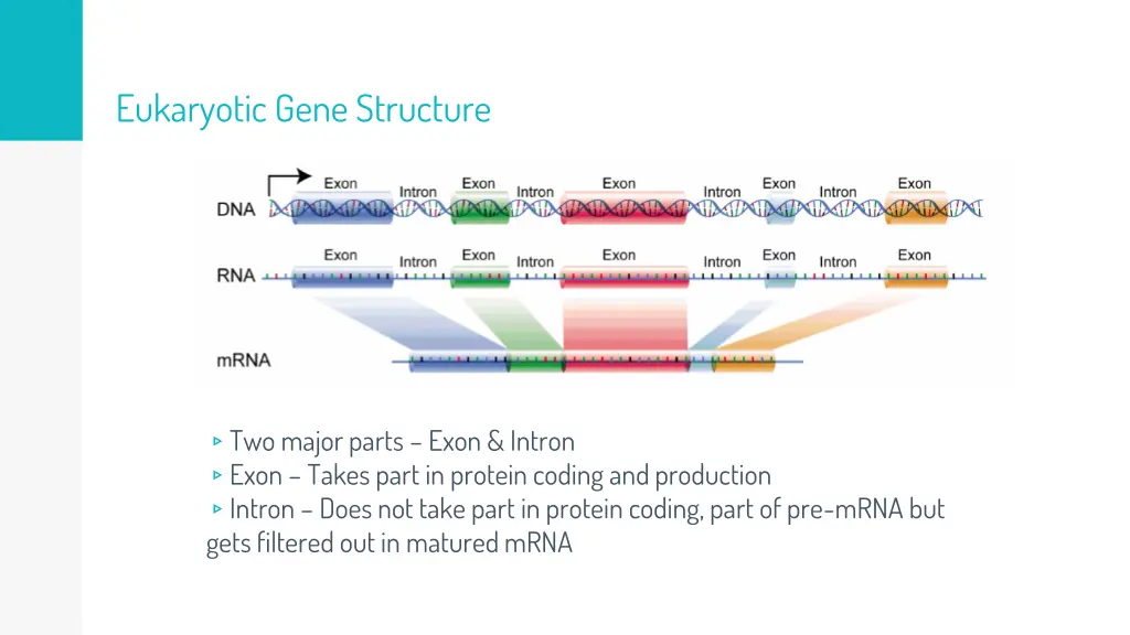 eukaryotic gene structure