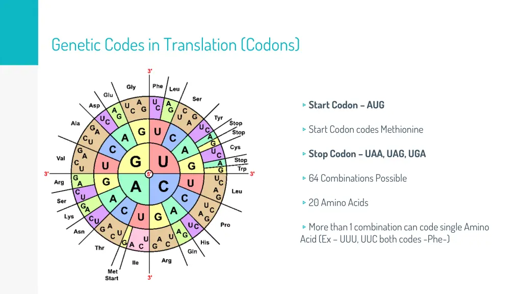 genetic codes in translation codons