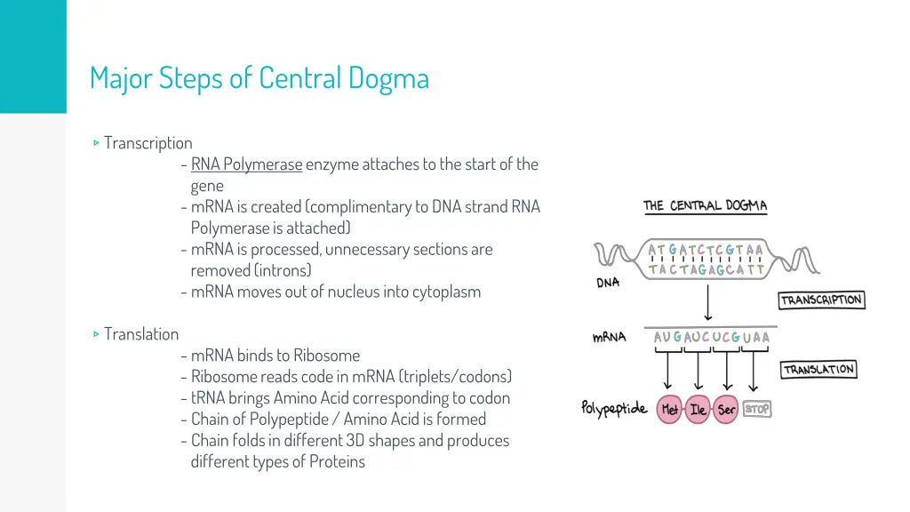 major steps of central dogma