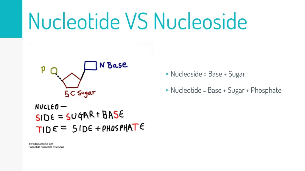 nucleotide vs nucleoside