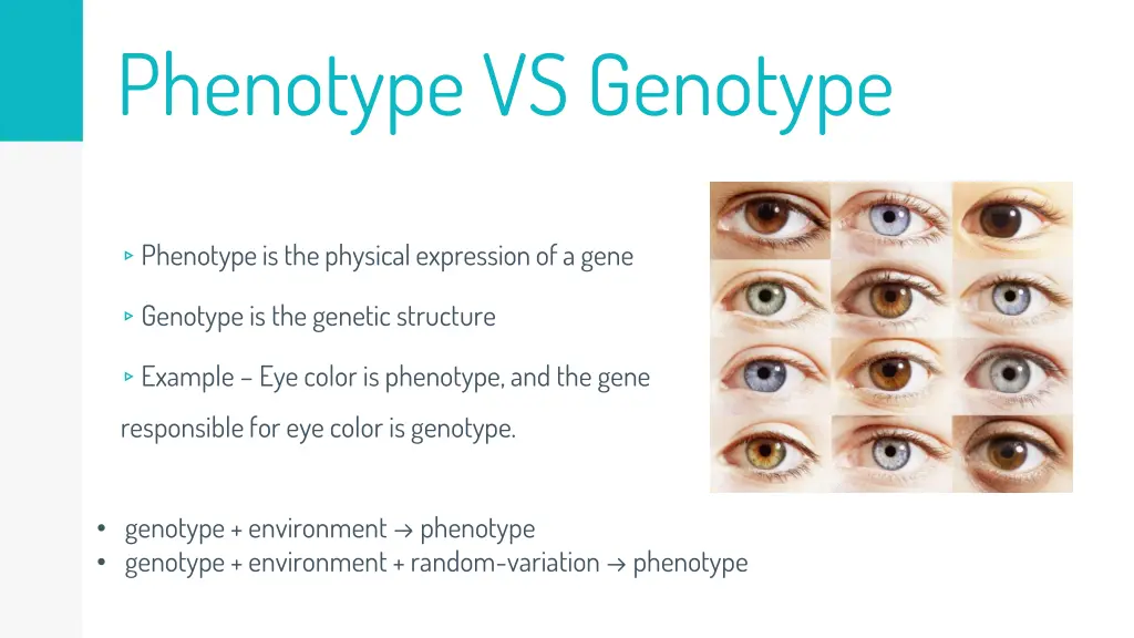 phenotype vs genotype