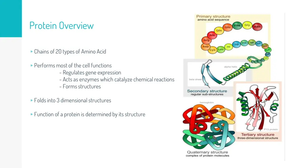 protein overview