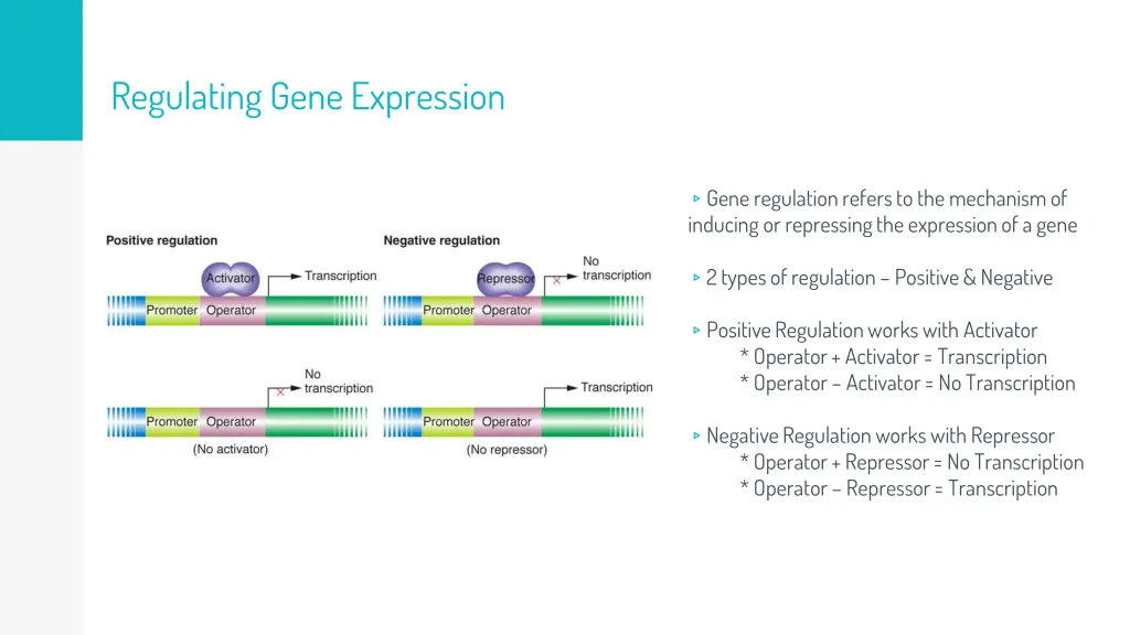 regulating gene expression