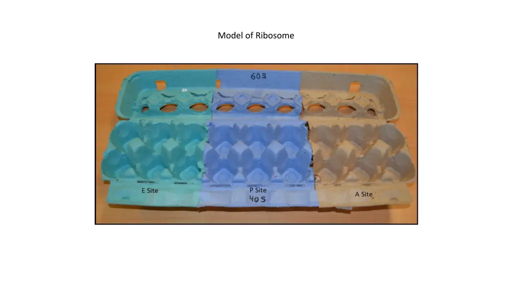 model of ribosome