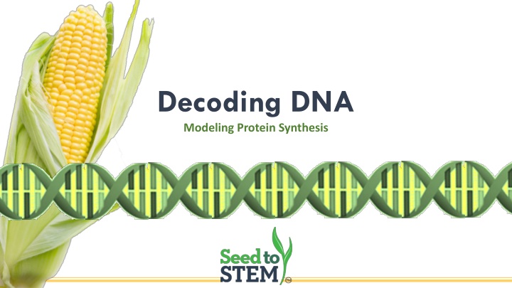 decoding dna modeling protein synthesis