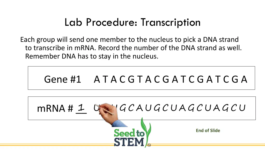 lab procedure transcription