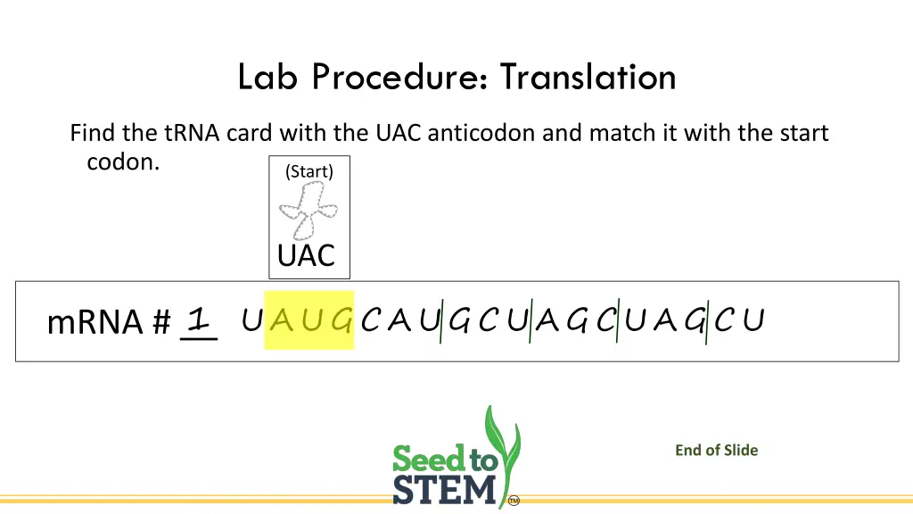 lab procedure translation 1