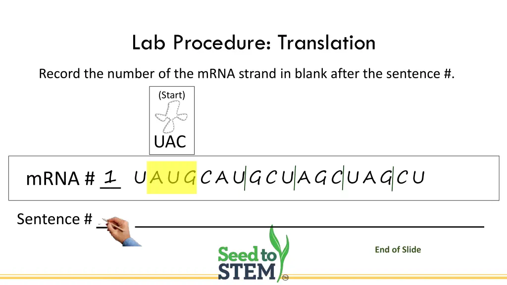 lab procedure translation 2