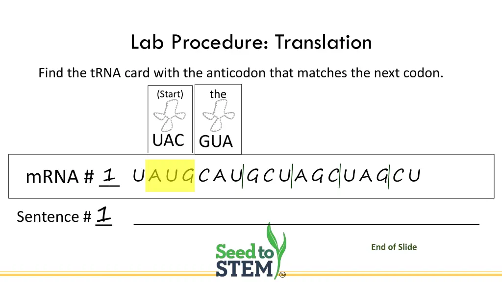 lab procedure translation 3