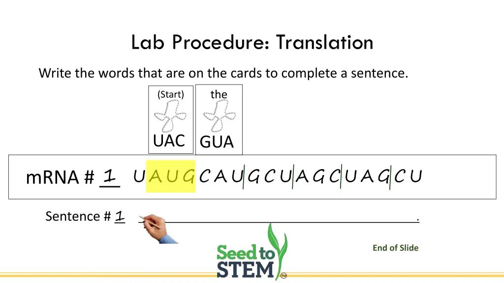 lab procedure translation 4