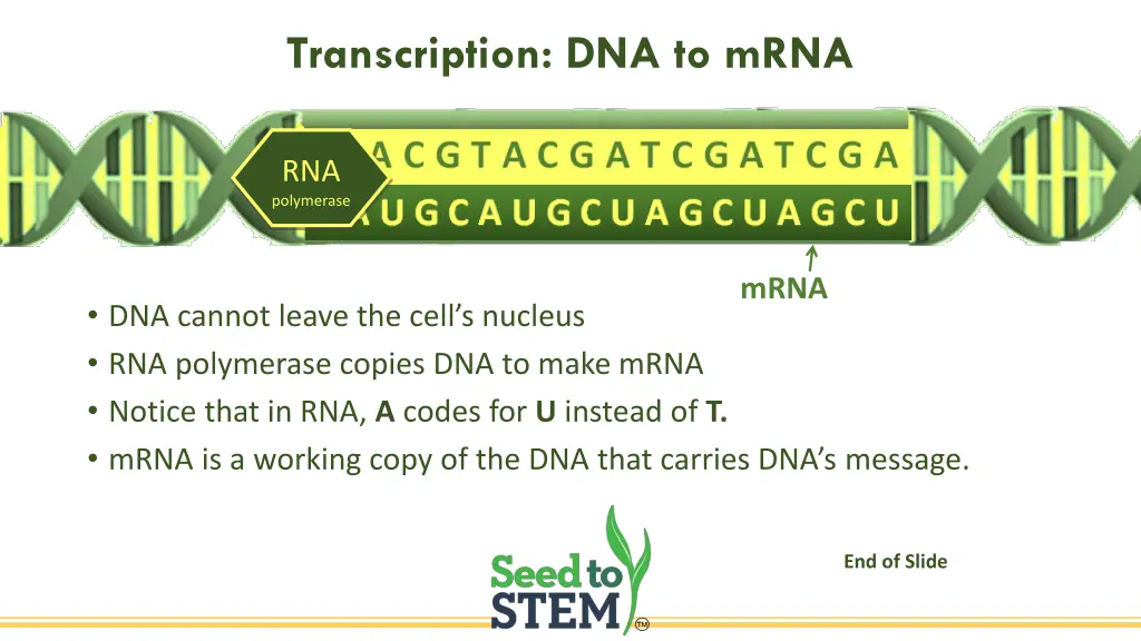 transcription dna to mrna