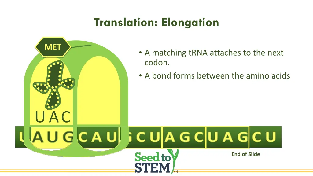 translation elongation