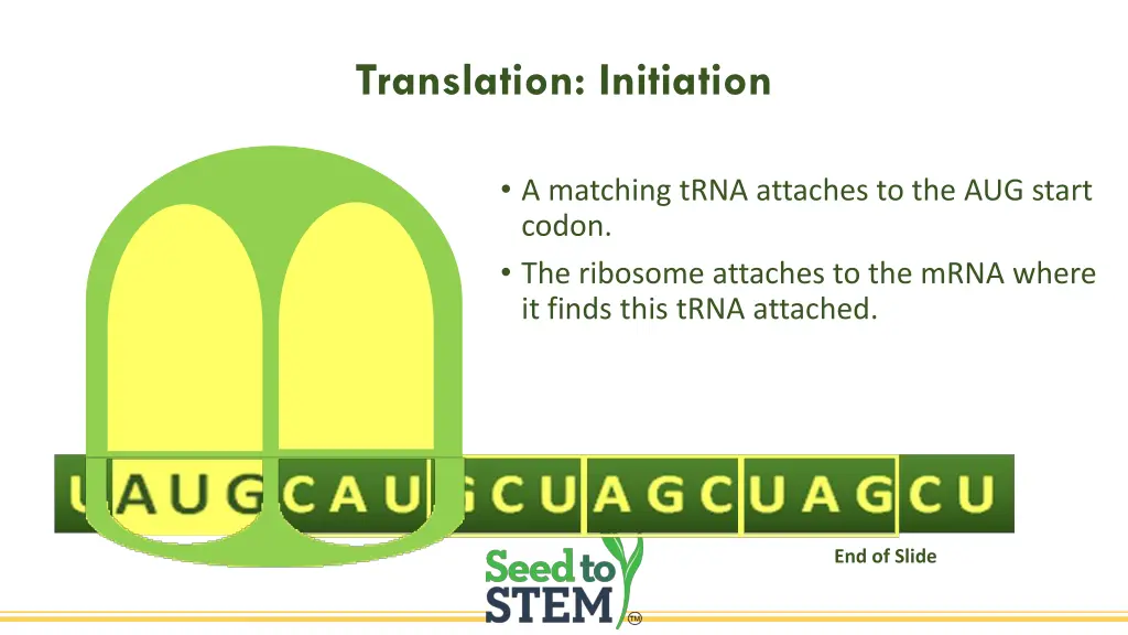 translation initiation