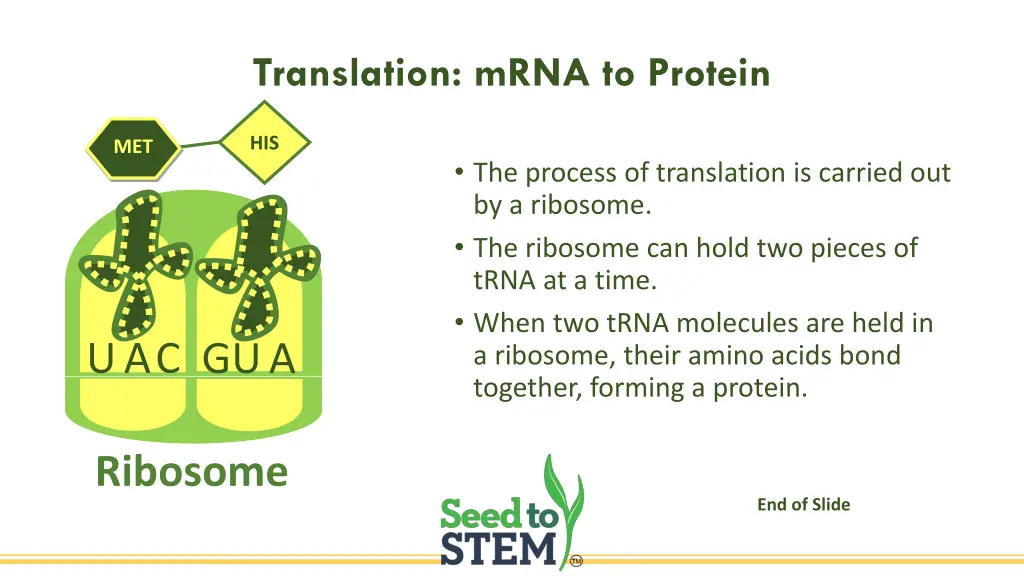 translation mrna to protein 1